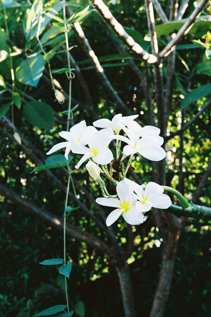Fujifilm 400 цветная пленка 36 кадров – Retrocam