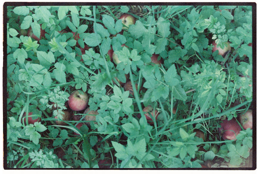 Kodak Vision 500T 24 кадра просрочка протестирована
