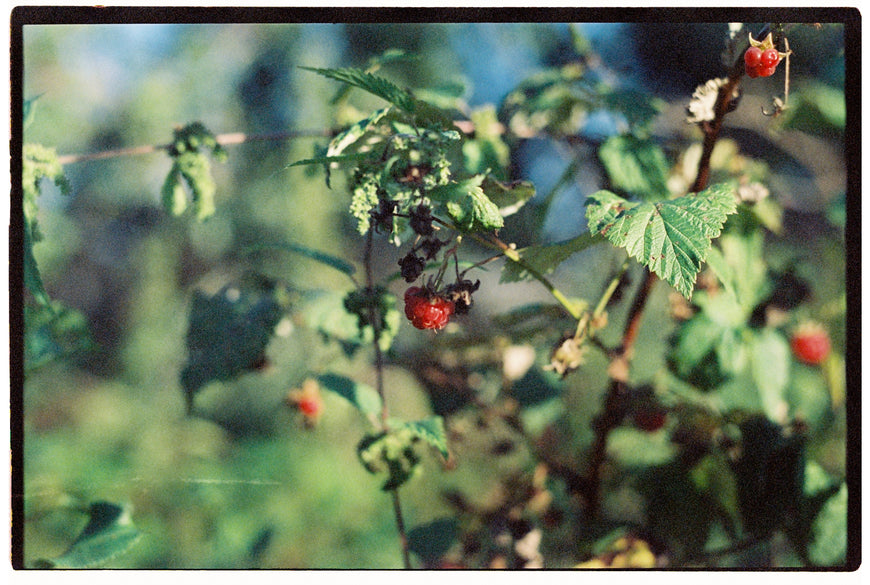 Kodak Vision 500T 24 кадра просрочка протестирована
