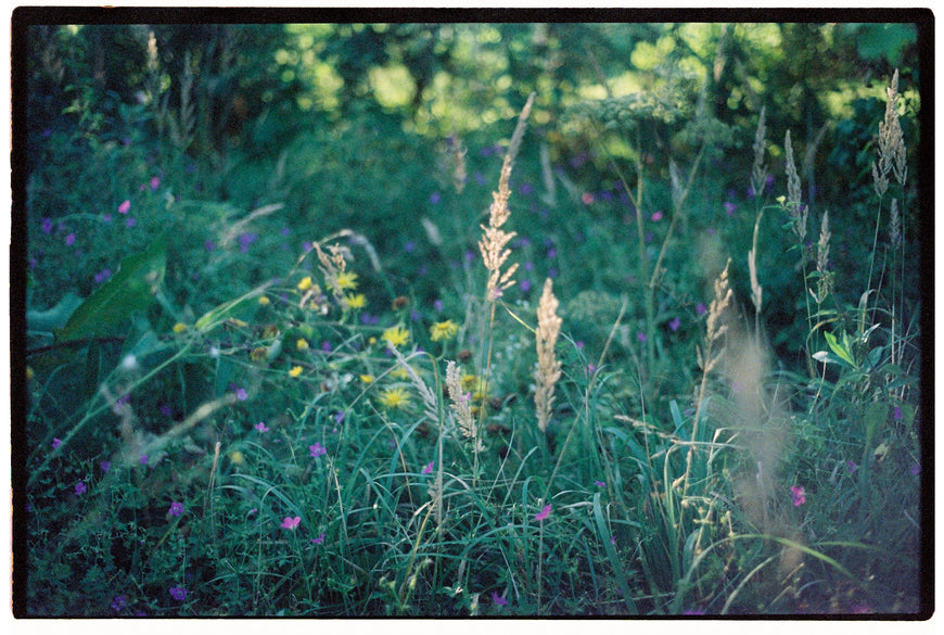 Kodak Vision 500T 24 кадра просрочка протестирована