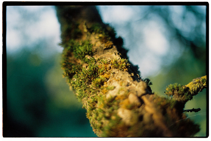Kodak Vision 500T 24 кадра просрочка протестирована