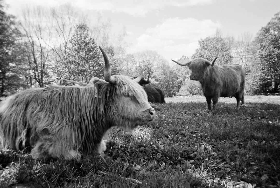 Одноразовый пленочный Harman Ilford XP2 Super 400 Retrocam